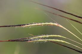 Image result for Heteropogon contortus