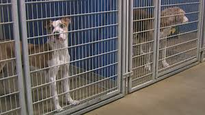Housetraining is probably the most striking issue that can come with puppy mill dogs. Illinois Bill Will Stop Pet Stores From Selling Puppy Mill Dogs Wqad Com