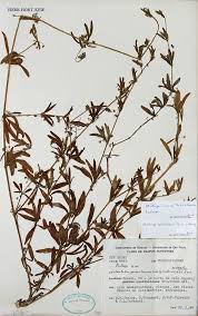 Image result for Molluginaceae