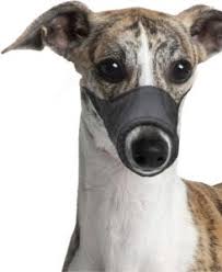 Bien choisir votre museliere chien. Museliere En Nylon Pour Chien La Toutouniere