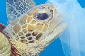 What Do Sea Turtles Eat Unfortunately Plastic Bags Stories Wwf