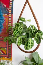 Throughout the growing season, your prayer plant will be happy when fed once a month with a diluted house plant feed. Plant O Pedia Prayer Plant Justina Blakeney
