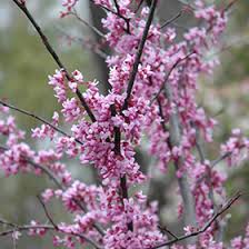 Maybe you would like to learn more about one of these? Forest Pansy Redbud Cercis Canadensis Forest Pansy In St Thomas Port Stanley London Woodstock Aylmer Ontario On At Canadale Nurseries