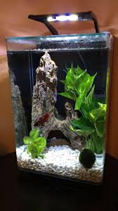 Finally Happy With This 5 Gallon Set Up Fresh Water Fish Tank Tropical Fish Tanks Betta Fish Care