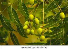 Image result for Meliaceae