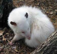 White Opossum Baby Opossum Albino Animals Awesome Possum