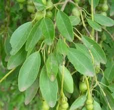 Image result for Maerua