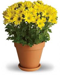 daisy plant à®•à¯à®•à®¾à®© à®ªà®Ÿ à®®à¯à®Ÿà®¿à®µà¯