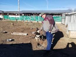 Dresaj caine piatra neamt smart dogs club neamt prin intermediul dresorilor, centrele noastre partenere va ofera servicii profesionale de dresaj pen. Cainii FÄƒrÄƒ StÄƒpan RezervaÈ›i O ProblemÄƒ Pentru Salubritas