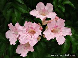 Image result for Podranea