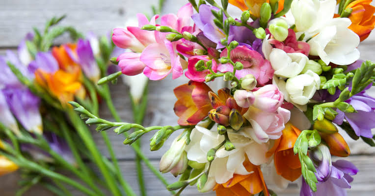 Everything You Need to Know About Freesia | Bouqs Blog