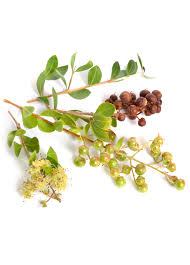 Image result for Lawsonia