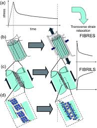 Tendon diagram you searching for is usable for you. Extrafibrillar Diffusion And Intrafibrillar Swelling At The Nanoscale Are Associated With Stress Relaxation In The Soft Collagenous Matrix Tissue Of Tendons Soft Matter Rsc Publishing