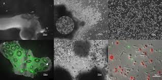 Short notes on animal cell culture. Novel Methods To Establish Whole Body Primary Cell Cultures For The Cnidarians Nematostella Vectensis And Pocillopora Damicornis Scientific Reports