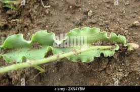 Image result for Dipcadi platyphyllum