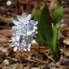 Image result for Bulbostylis pusilla