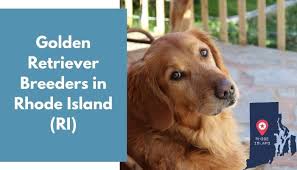 It is friendly with everyone, including other dogs. 19 Golden Retriever Breeders In Rhode Island Ri Golden Retriever Puppies For Sale Animalfate