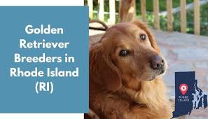 Puppyfinder.com is your source for finding an ideal golden retriever puppy for sale near bel air, maryland, usa area. 19 Golden Retriever Breeders In Rhode Island Ri Golden Retriever Puppies For Sale Animalfate