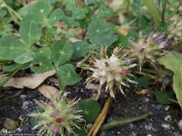 Image result for Trifolium spumosum