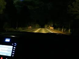 Call to place your reservation today! Elk Crossing Road At Night Bild Von Grand Canyon Inn Valle Tripadvisor