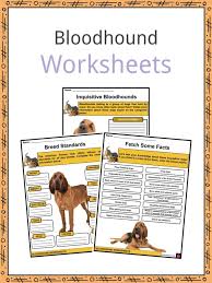 This means bloodhounds can follow scent trails up to 130 miles away. Bloodhound Facts Worksheets History Appearance For Kids