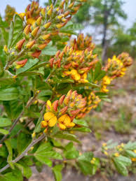 Image result for Crotalaria comosa