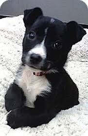 Black And White Boston Terrier Pitbull Mix Jack Russell Terrier Boston Terrier Mix Puppy Jack Russell Terrier Terrier Jack Russell