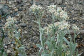 Image result for Vellereophyton dealbatum