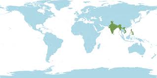 Image result for Gouania tiliifolia