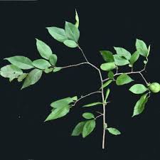 Image result for Caloncoba crepiniana