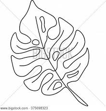 Monstera leaf monstera line drawing. Vector Monstera Leaf Vector Photo Free Trial Bigstock