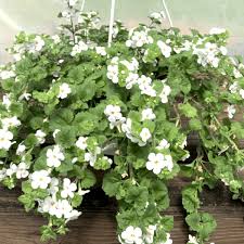 Image result for Bacopa