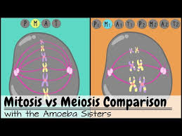 Student exploration meiosis gizmo answer key teaches us to manage the​. Meosis Courses 07 2021