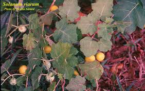 Image result for Solanum viarum