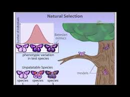 You are free to share your thought with us and our followers at comment form at last part of the page, also, you can. Natural Selection Animation Stabilizing Disruptive And Directional Selection Youtube