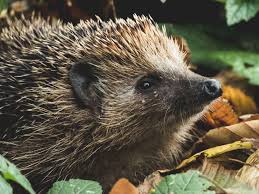 Hedgehogs need about five gardens to find enough food so if you can, ask your neighbours to do the i wish that i could get hedgehogs on my allotment, but i have seen none. The Case Of The Disappearing Hedgehog Earthworm Watch