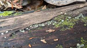 Image result for Chlorosplenium chlora