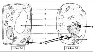 Basic diagram of an animal cell. Plant Cell And Animal Cell Diagram Quiz