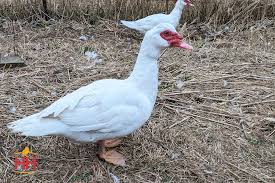 Just like the pekin and campbell; Hoover S Hatchery