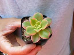 Over time, it grows tall, bare stems, but it takes well to pruning and replanting to keep it compact. Aeonium Kiwi Guide Learn About Types Care Watering Propagation And More Good Succulents