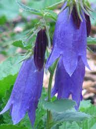 Tumblr Purple Flowers Garden Flowers Perennials Long Blooming Perennials