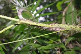 Image result for Calamus deerratus
