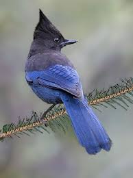 Birds That Look Like Blue Jays But Are Black Pin On Birds Animals More