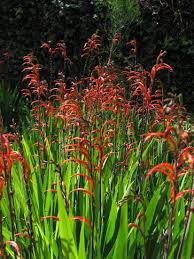 Image result for Chasmanthera