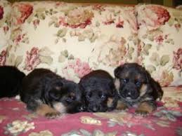 German shepherd dog breed information, pictures, care, temperament, health, puppies, breed history. German Shepherd Puppies In New Jersey