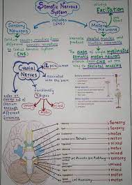 Nervous System Diagram And Notes The Central Nervous System Cns