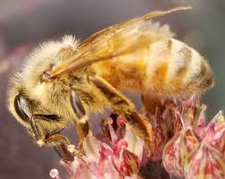 The head of the carpet beetle is mostly hidden when looking from above, but short, visible antennae extend from it.varied carpet beetle. Insects That Look Like Bees Gardening In Michigan