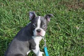 Golden retrievers are one of the most recognized and owned dog breeds in the u.s. Ckc Boston Terrier Puppies For Sale In Chiefland Florida Classified Americanlisted Com