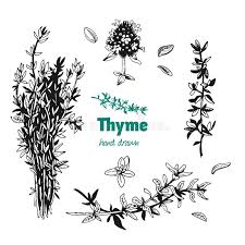 Thyn dessin / thym serpolet : Thyme Plant Stock Illustrations 3 722 Thyme Plant Stock Illustrations Vectors Clipart Dreamstime