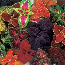 Image result for Coleus calycinus